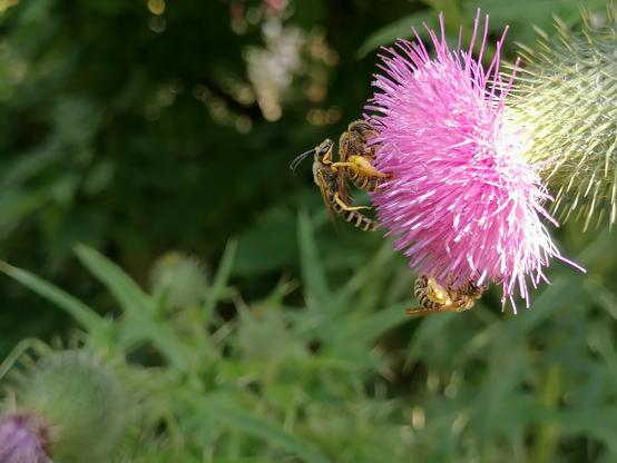 Kopula auf der flauschigen rosa Blüte einer Gewöhnlichen Kratzdistel. Zwei gelbbindige Furchenbienen beim produzieren von neuem Leben. Auf der unteren Hälfte der Blüte sitzt eine weitere Gelbbindige Furchenbiene und schlürft Nektar oder sammelt Pollen.