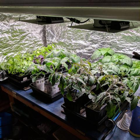 A photo of the bench that has 3 trays of plants. The far tray is 18 pots of various basil plants that have been harvested and pruned back. The middle tray is some tomatillo plants, the near tray on the right is tomatillo, and tomato plants. The bench has foil covered curtains on all sides.