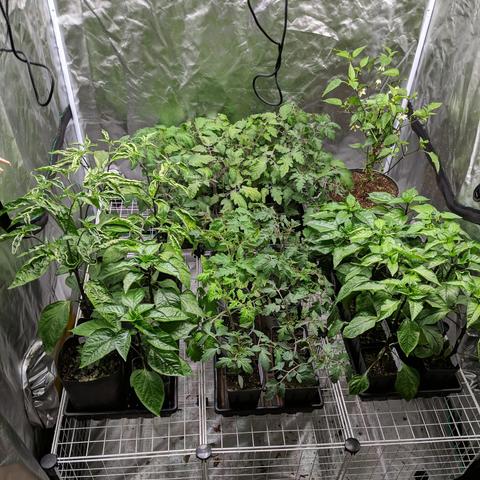 A photo showing 4 plant trays with peppers and tomatoes inside a grow tent. The near left tray is hot jalapeno and red marconi sweet pepper plants, the middle tray is various tomatoes, the right tray is red marconi and California Wonder sweet pepper plants. The one tray in the back has various tomatoes. The far right corner has a 1 year old Red Marconi sweet pepper plant that has blossoms and fruit on it and is in a 2 gallon or so round pot.