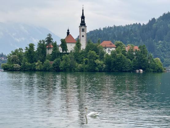 Lake Bled featuring Bled Island; lone swan in foreground