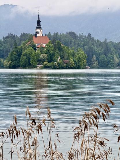 View to Bled Island from lake edge overlooking reed bank