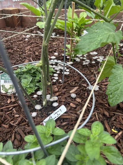 What is my garden telling me?