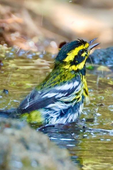 A yellow and black bird energetically splashes in water with beak open wide.