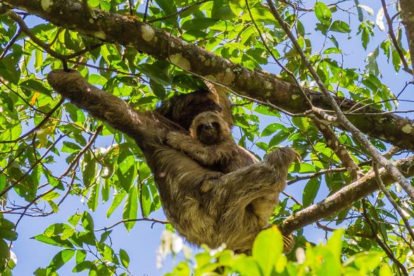 three-toed mother sloth and baby sloth are hangging on a tree