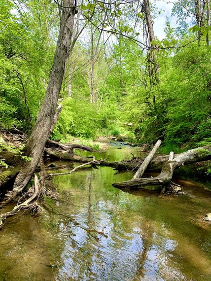 A view of a small tributary flowing through the woods. A tree on the left bank leans toward the center of the stream. A few fallen trees are visible, one rests on the right bank, while another spans the water, partially submerged. Because of the sunlight, the area glows in a vibrant green.