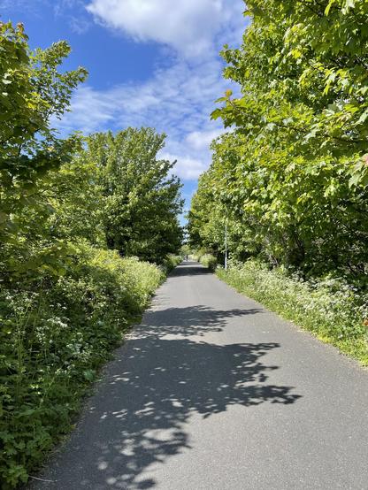 The tarmac path on the Comber Greenway near Stormont in Belfast. With very green hedges and trees on each side. Plus a partially cloudy blue sky above.