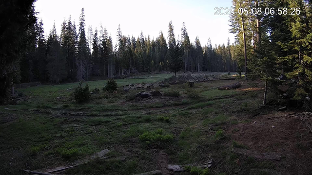 a meadow at sunrise surrounded by tall trees