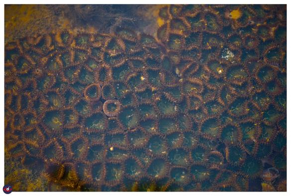 a colony of green button polyps