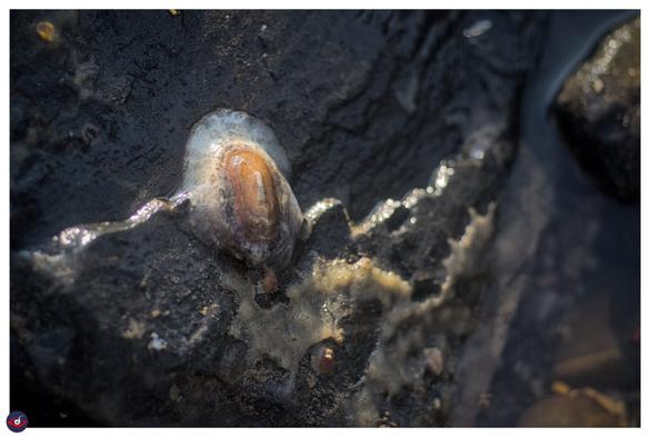 you see a hoof shield limpet resting on a stone. it's orange in the middle with purple lines, there is a muscle around the shell structure. there is a small structure in the bottom and there are white dots near it, possible egg cells.