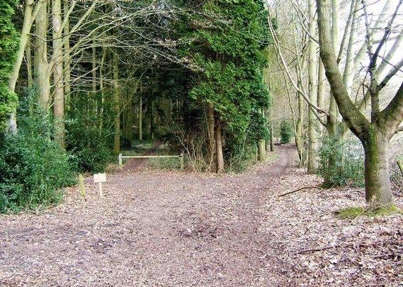 good process learning environment: a photograph of a fork in a forest path. The left fork has a white barrier at its entrance and is shrouded by foliage; the right has none and is more open to the sky.