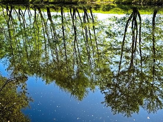Tall green trees are reflected upside down in the blue water. Only their reflections can be seen and a little of the shore on which they stand.