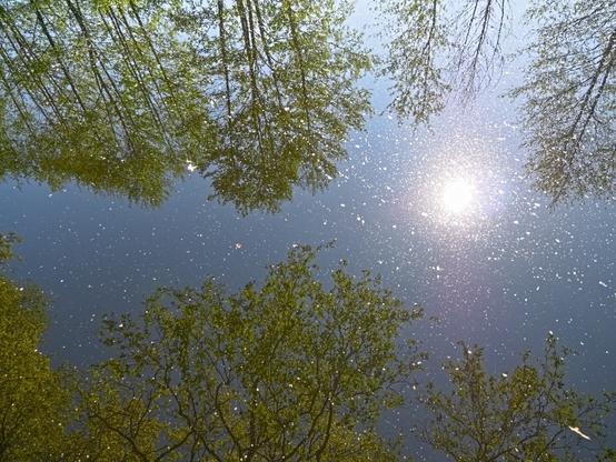 Treetops protrude into the photo from above, treetops protrude into the photo from below. In between, water and the sun, which is also reflected in the water. The sky is cloudless - as in all the photos of this post.