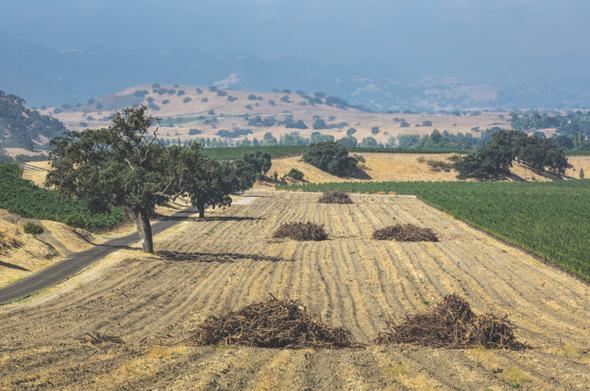 California shakedown: The wine glut taxing California's wine scene