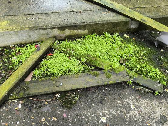 Plan rapproché de la végétation (plantes et mousses) qui a poussé aussi bien sur le bois des planches que le sol en béton.