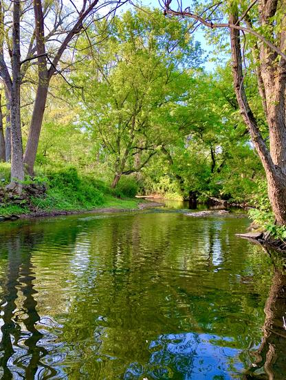 A view of creeks winding through vivid green woods, with one stream flowing in from the left background and another joining from the right, feeding the swiftly moving water in the foreground. The surface of the water reflects the lush surroundings under a partly sunny sky.