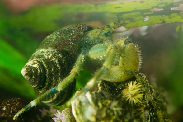 A hermit crab in an eelgrass bed. The hermit, in this light, looks green and yellow. His larger cheliped is folded so that the hairs catch the light; he's a Hairy, P. hirsutiusculus. He wears a well-worn shell, covered with green algae. A few red algae are starting to grow on it, lifting short stalks into the water. Overhead, there's a frayed blade of eelgrass with black patches. The hermit stands on a stone holding the remains of a large barnacle, just the shell walls, and two anemones, a pink-tipped green anemone on the left, with pink tips to its tentacles, and a small orange-striped green anemone on the right; this one has faint orange stripes on the stalk, and (in this light) yellow tentacles. Background; more eelgrass, sea lettuce.