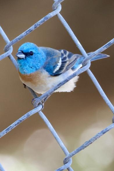 a small bird the color of the sky on a clear summer day rests in the gap of a chain-link fence.