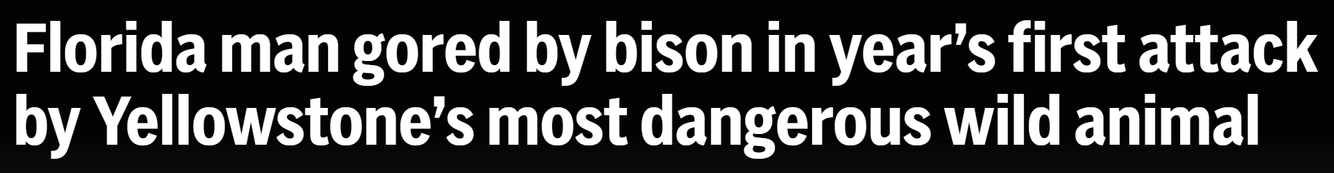 News Headlin which says Florida man gored by bison in year’s first attack by Yellowstone’s most dangerous wild animal