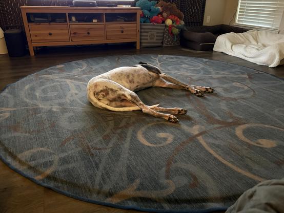 Photo of a white greyhound dog laying in the middle of a very large round rug facing away from view.