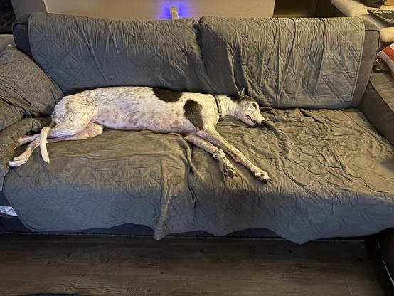 Photo of a white greyhound dog laying on a couch. She is taking up about 2/3 of the couch space.