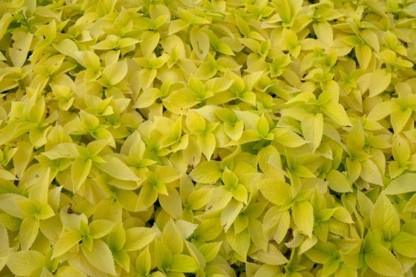 The Coleus plant blooms yellow leaves at Hollis Garden in Lakeland, FL during the late spring time.