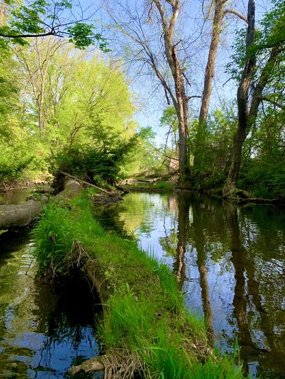 A view of a creek flowing through the woods. There are a few fallen trees on the left side, one of which is thick and has grass growing on it, making it look like a walking path or a pier extending into the creek. It is a sunny day, and the trees lining the creek are reflected in the water.
