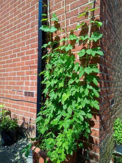 Hop plants growing up a sunny wall. This is First Gold, a 'hedgerow' variety: that is, it only grows to 2-3 metres.