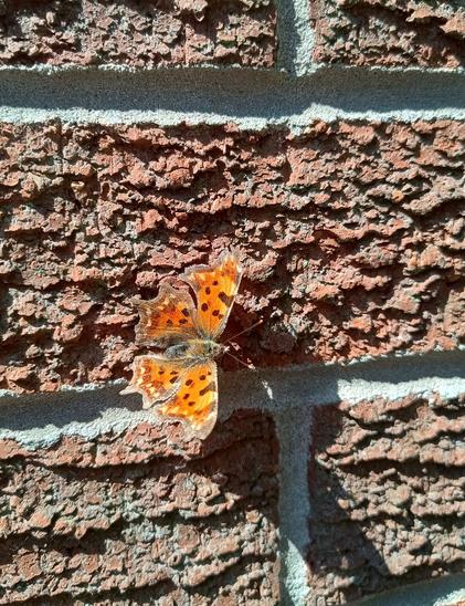 A comma butterfly, so called because of the white comma shaped mark on the underside of its wing. Its caterpillars love to munch on stinging nettles, which I don't mind, and hops, which I do mind!
A friend lost his whole hop crop to unidentified caterpillars last year.