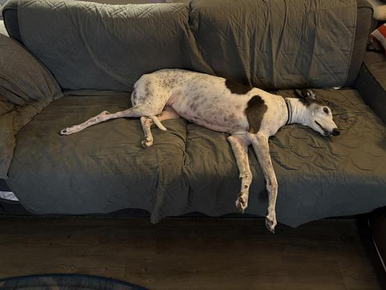 Photo of a white greyhound dog laying on a couch in such a way there is no room for anyone else.