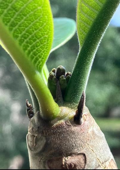 Plueria buds of future flowers on a branch.