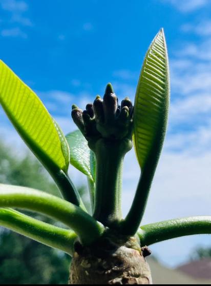 Plumeria buds of flowers coming out between green leaves. The sky is blue with some white clouds.