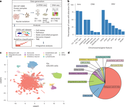The multilayered transcriptional architecture of glioblastoma ecosystems