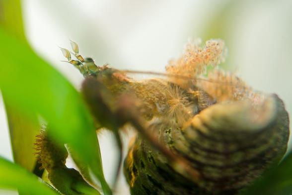A female hermit crab tending to her young. She's mostly out of focus, except for the antennules (one small spike, one curved thorn, one brush each) and some of the eggs she carries on the side of her carapace. These are small yellowish bubbles, with a black spot or two in each one. The mass of eggs is slightly separated from the mother's body, as she waves them about in the water. Ma is hairy, patterned in shades of brown, and wears a worn, algae-striped shell. She stands among blades of eelgrass.