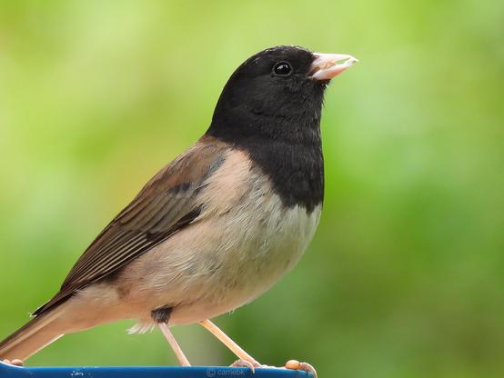A striking bird perched gracefully on a platform, blending harmoniously with the natural surroundings.