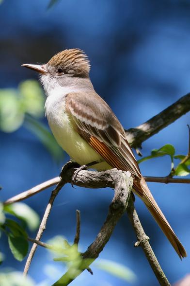 Sitting on a branch is a medium-sized bird, slim and long-tailed, with a slightly peaked crest on its relatively large head. The upperparts are olive brown, with a darker head and short crest. The breast is gray and the belly is a very pale yellow. The brown tail feathers and wings have rufous outer webs, and there are two dull wing bars.