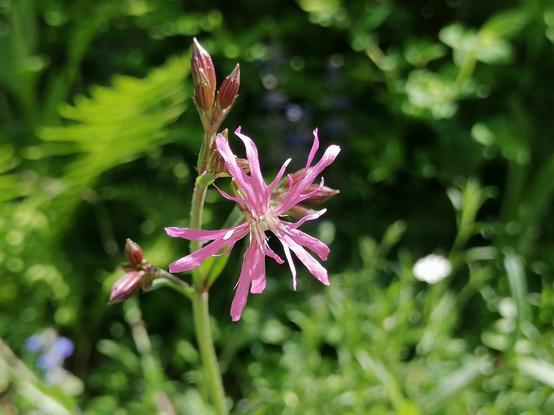 Im Hintergrund unscharfes Grün, allerlei Pflanzen. Der Fokus auf einer Pflanze. Stengel mit mehreren Blütenknospen und einer geöffneten Blüte. Zarte, filigran anmutende, fedrige bzw fransige rosa Blütenblätter.
