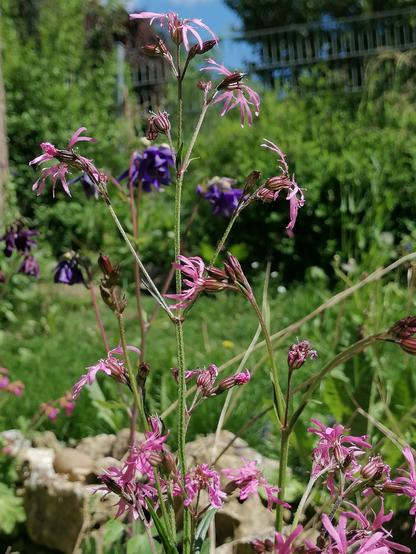 Im Vordergrund eine große Kuckucks-Lichtnelken-Pflanze  mit vielen geöffneten rosa Blüten und vielen Blütenknospen. Dahinter Akelei-Pflanzen. Eine in einem dunklen llila, die andere hat eher violette Blüten. Im Hintergrund unten ein paar Findlinge, die am Miniteich liegen. Darüber Wiese, danach Sträucher, dann ein Stück Stabmattenzaun zu sehen, darüber blauer Himmel und Bäume.