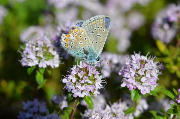 Ein blau-oranger Schmetterling sitzt auf einer violetten Blume.