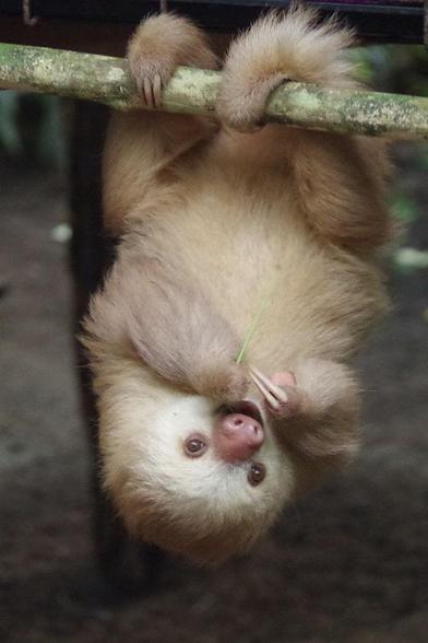 Two-toed sloth hanging upside down on its hind legs