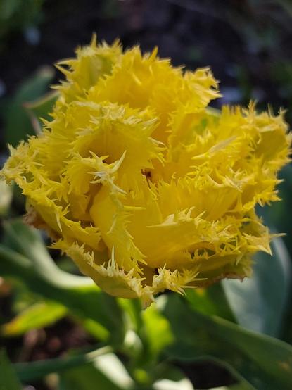Yellow tulip