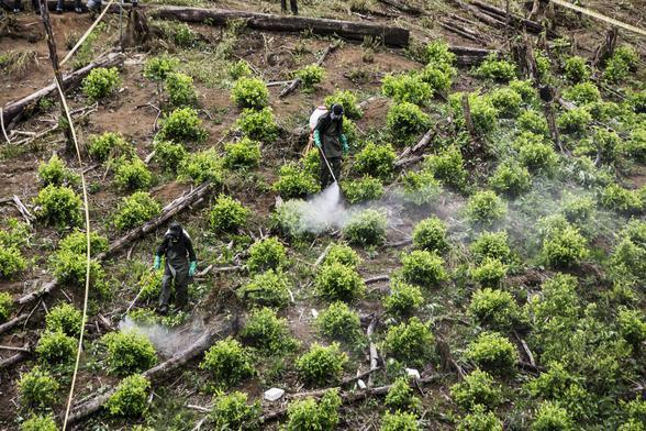 Des agents de la police antidrogue pulvérisent du glyphosate dans un champ de coca lors d'une opération dans la région de Narino, en Colombie, mai 2019.