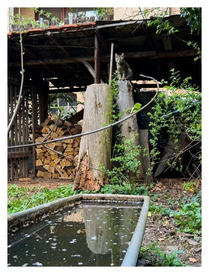 Foto im Hochformat. Blick in einen Hinterhof, im Vordergrund ist eine Wanne mit Regenwasser. Dahinter eine Überdachung, darunter ist Brennholz und alte Baumstämme. Alles ist mit Pflanzen überwachsen. Auf einem Baumstamm sitzt eine grau-schwarze Katze und schaut grimmig in die Kamera.