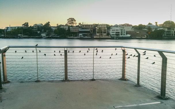 Looking across the Brisbane River at dawn from a small fenced pier on the riverwalk. A flock of swallows is perched on the top five horizontal wires of the fence, looking like plainsong notes on a staff, roughly four bird widths per section, looking like bar markings.