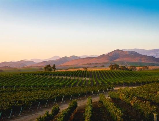 California wine country expands beyond Napa as new regions attract visitors
