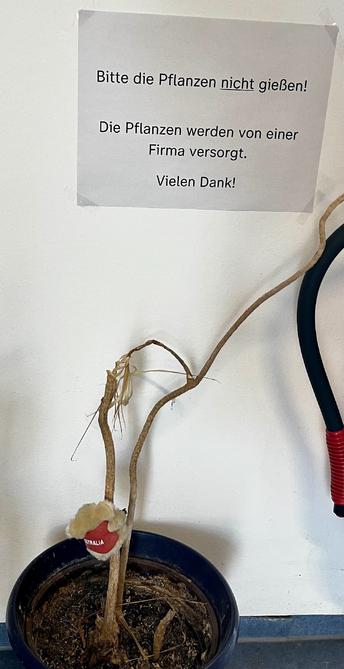 Zu sehen ist eine komplett vertrocknete Topfpflanze. Ein Schild darüber bittet, die Pflanze nicht zu gießen, da dies eine Firma übernehmen würde.