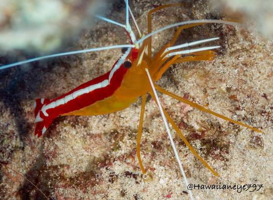 An orange-yellow shrimp marked with bold red and white stripes down its back, with white antennae and front legs.