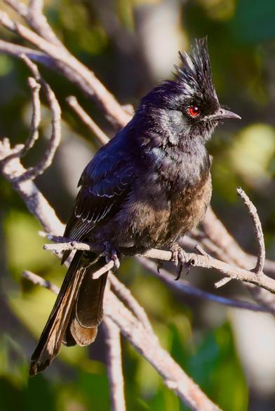 Gorgeous, glossy black bird with penetration red-hot eye, rockabilly crest and a long tail; slender, with an upright posture as pi perches on a green branch. Its beak is short and slender; its gaze, intense.