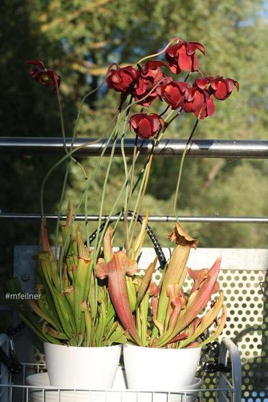 pitcher plant in flower