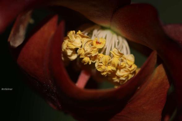 pitcher plant in flower