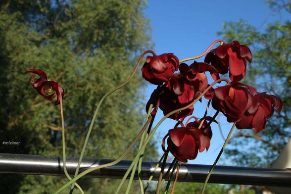 pitcher plant in flower